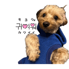 Toshio_20260507201007