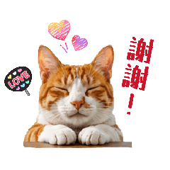 椪柑貓店長