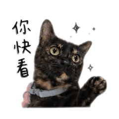 笨蛋小襪