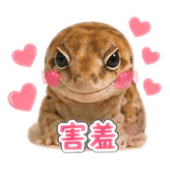 可愛一家人（滷蛋、歐瑞呦、阿宮、阿肥）
