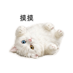 白貓小公主