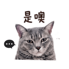 我們是快樂小貓咪？呵呵