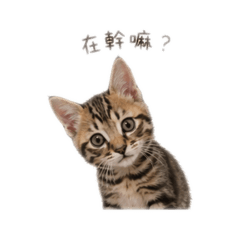 C妹妹妹