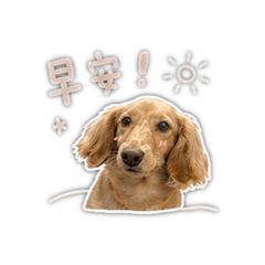 胖嘟嘟小臘腸2