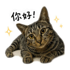 米漿日常貼圖