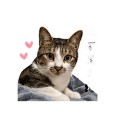 芋圓圓的生活