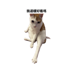 啊鄙日常