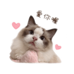 在家的可愛嚕咪