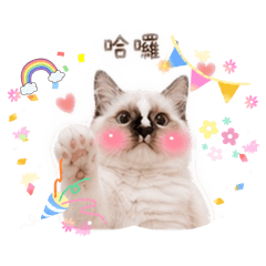島灰寶貝❤️