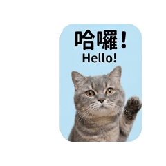 哈囉！我是可可貓