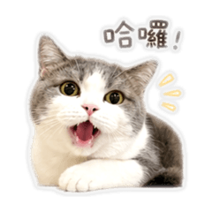 八圈日常