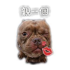 阿諾：第二彈來囉