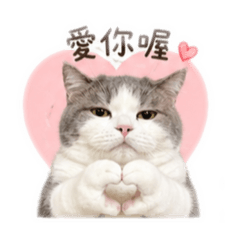 八圈小寶貝