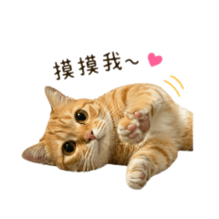 小黃的日常回覆～