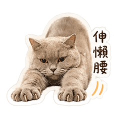 QQ肥肥