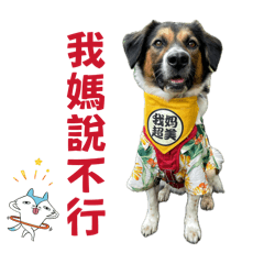 燕麥的傻呼呼