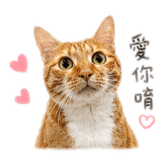 橘子喵喵樂園之橘子篇