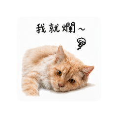 獅吼宮ohm篇