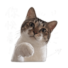 Oreo碎碎念