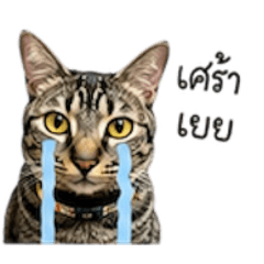 cat pookpui