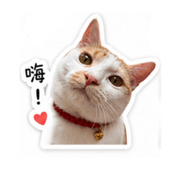 家有小橘子