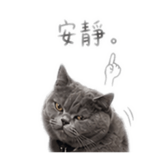 島令皮皮貓狗ㄧ家