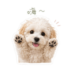 小蘭泥的貼圖！Maltipoo the poo