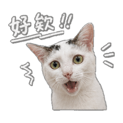流浪貓公舍-阿白日常篇