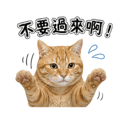 萌貓的日常生活