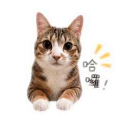 哈娜醬貼圖