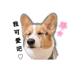 辛巴愛自戀