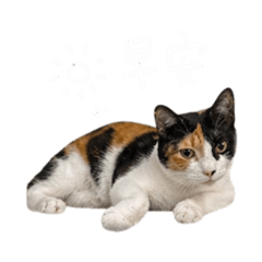 地瓜呱報備備
