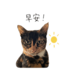 三帽日常