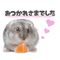 @hamustamp
