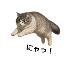 Monchan Neko