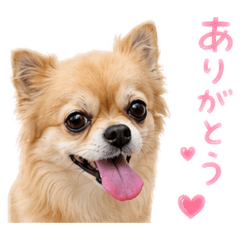 chibi-megu_Chihuahuaren