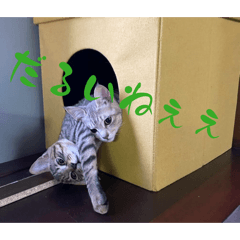 yayoi_20260507224429
