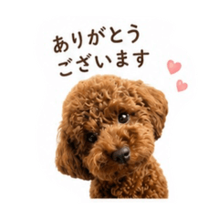TRYU_20260507205253
