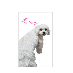 komachi_20260507210246