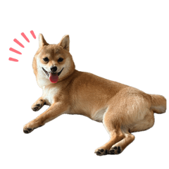 441t_20260507205948