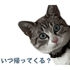 lapislazuli cat
