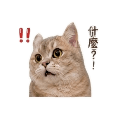 一隻叫做糯米的貓