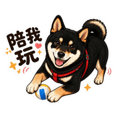 黑柴哈吉