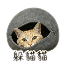 大橘與貓咪