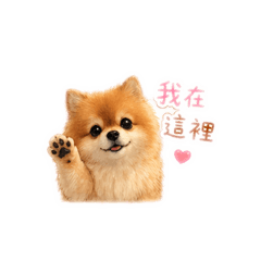 博美_陪伴