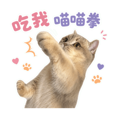 小糯米_吃我喵喵拳