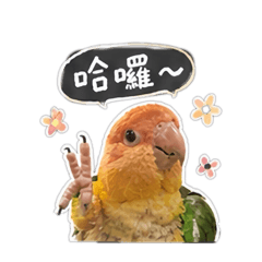 三姊弟鸚鵡可愛日常用語