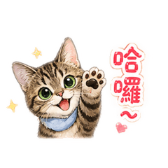 虎斑_陪伴