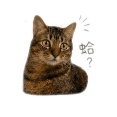 厭世阿吉