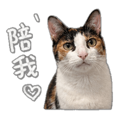 流浪貓公舍-花仔日常篇